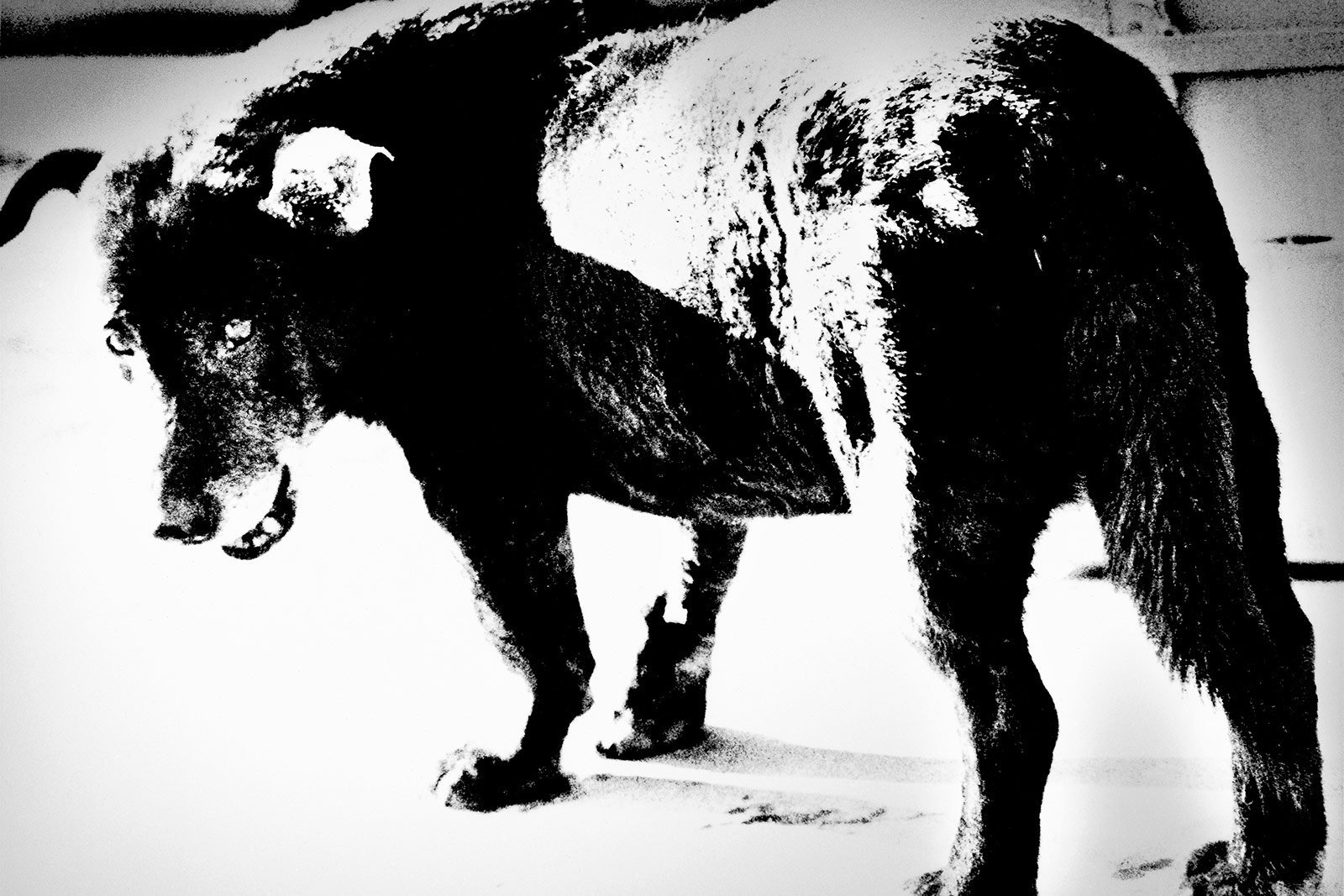 DAIDO MORIYAMA y EL PERRO CALLEJERO