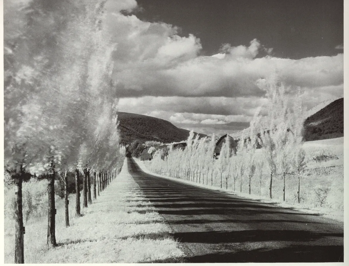 minor_white_18.jpg