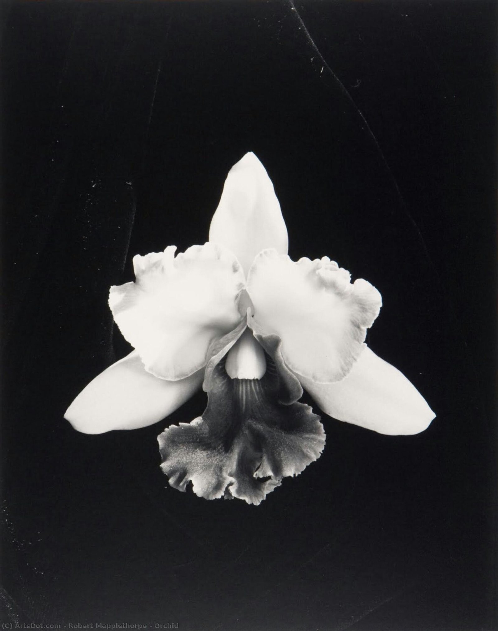 Robert-mapplethorpe-orchid