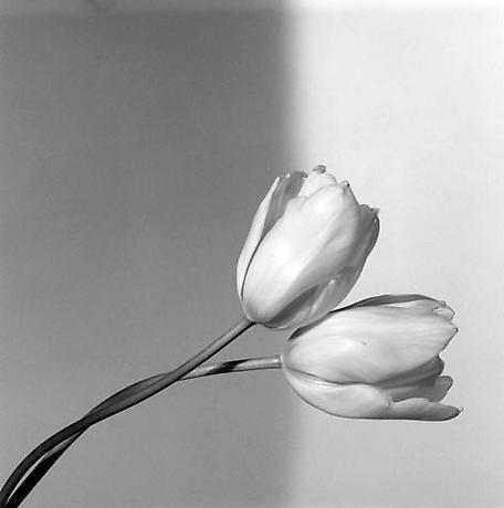 mapplethorpe_tulip