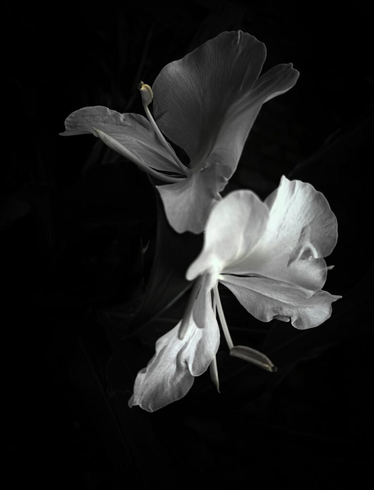 white-flower-on-black-background-768×1006