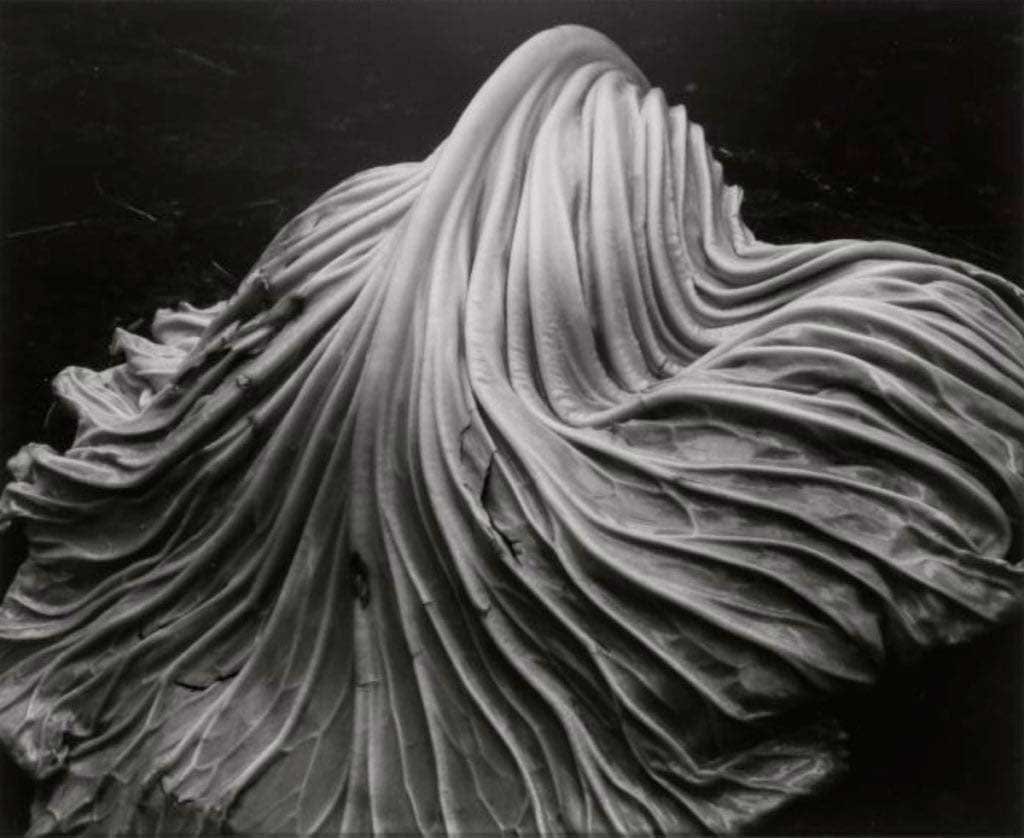 Edward-Weston-Cabage-Leaf-1024×838-1