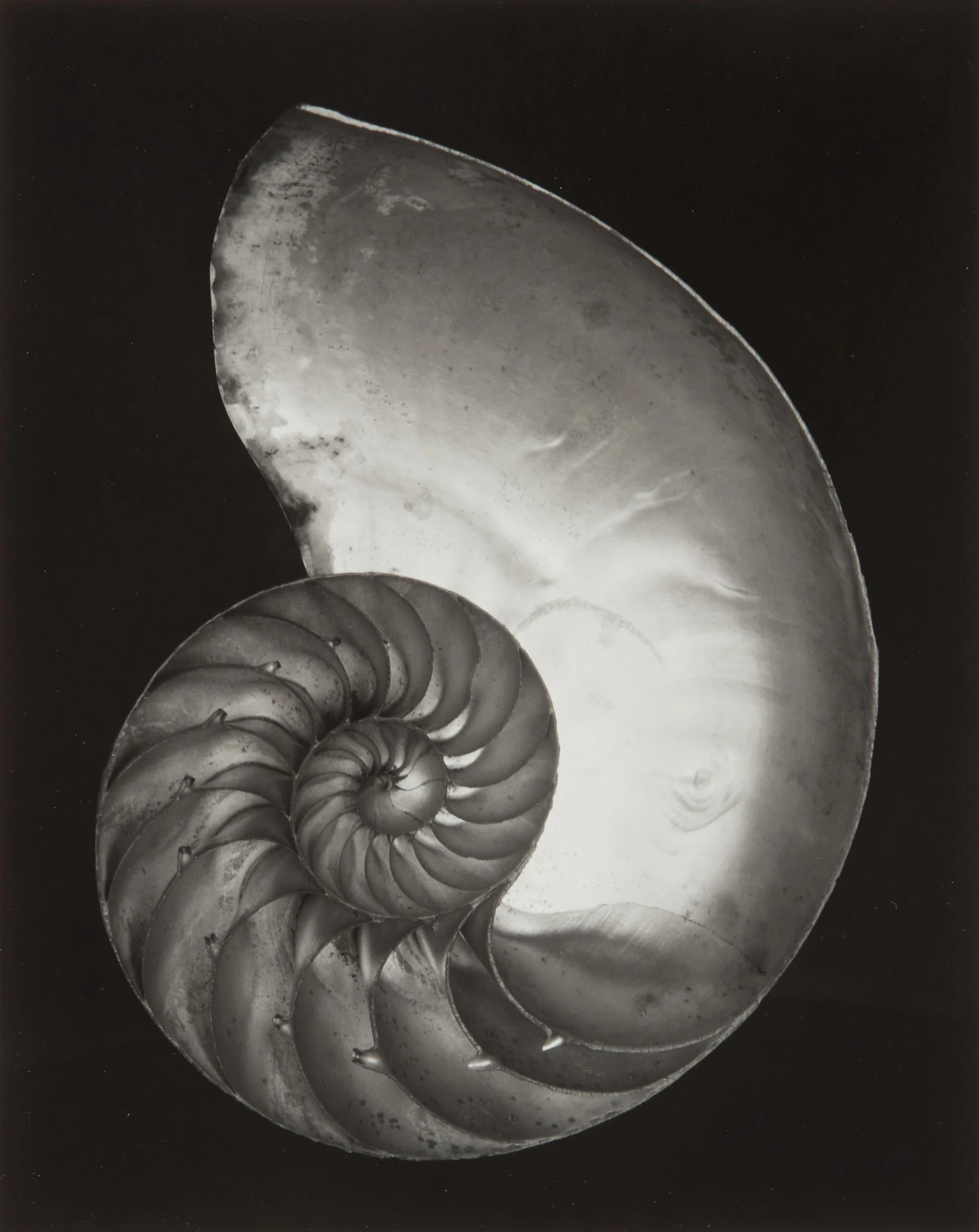 Edward-Weston-Nautilus-Shell-1927