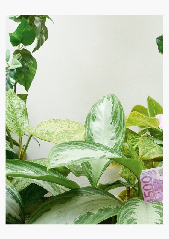 annette-kelm-dschungel-800×800